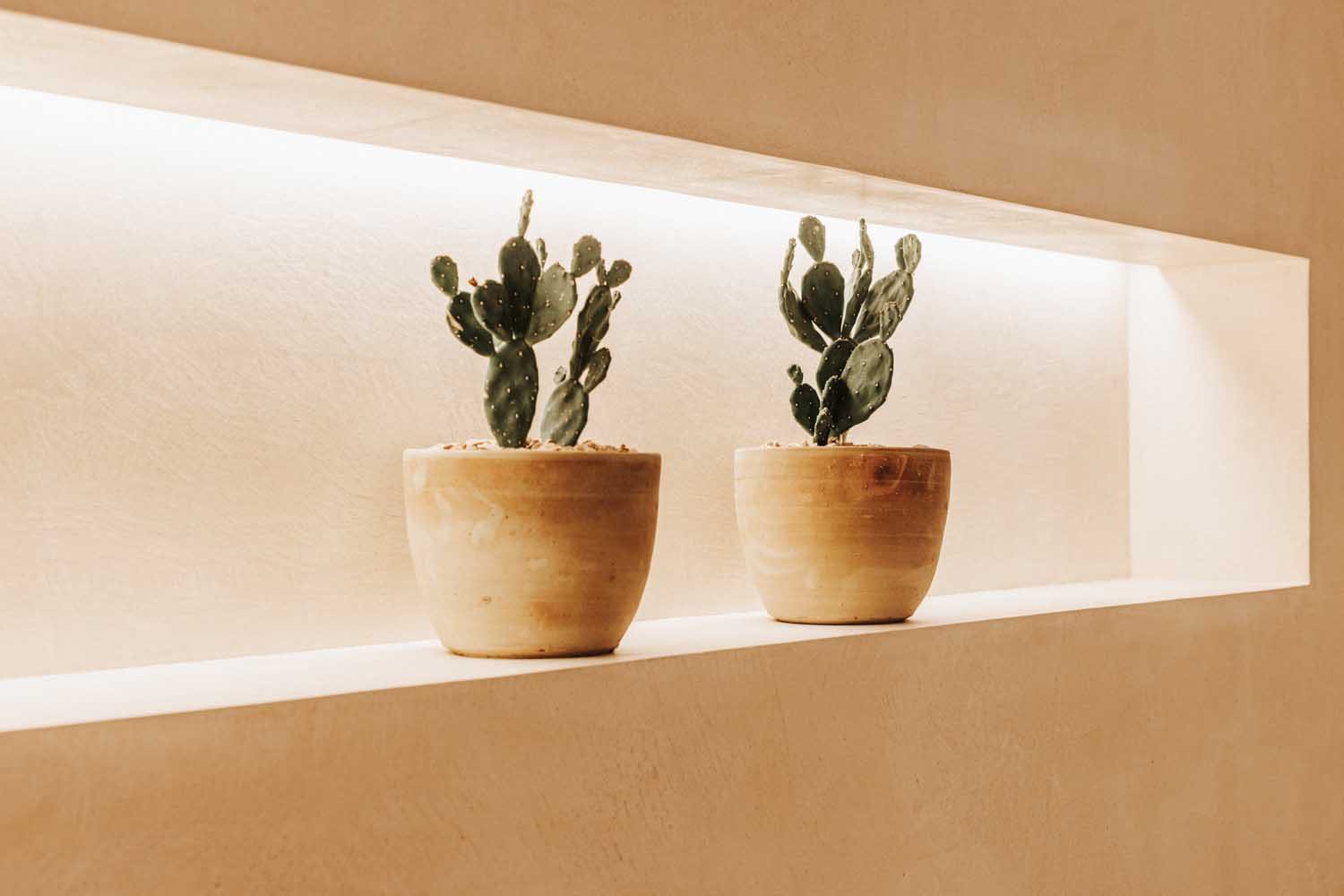 Backlit wall niche displaying potted cacti